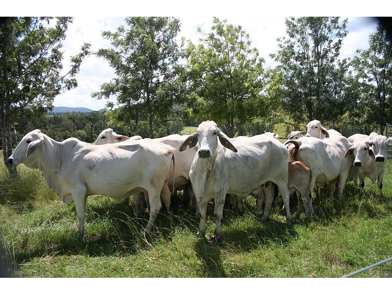 Glastonbury QLD 4570