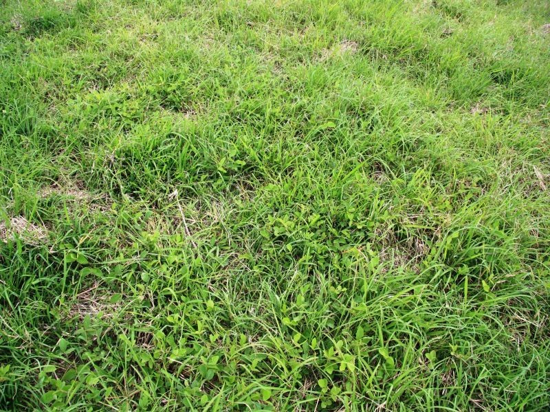 Langshaw QLD 4570