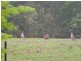 Wolvi QLD 4570