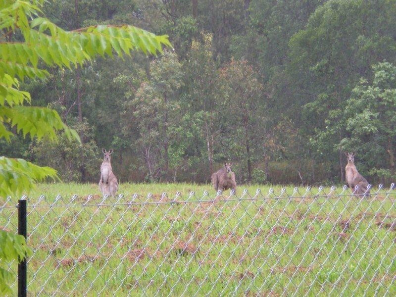 Wolvi QLD 4570