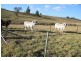 Kia Ora QLD 4570