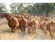 Greens Creek QLD 4570