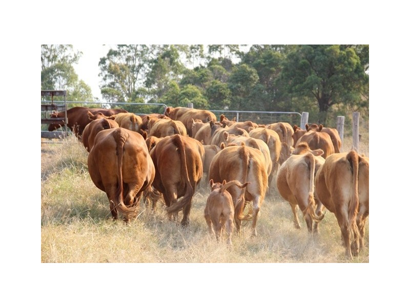 Greens Creek QLD 4570