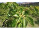 Amamoor QLD 4570