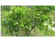 189 Neusavale Road, Wolvi QLD 4570
