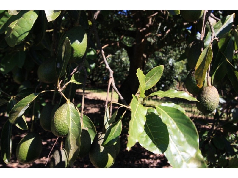 163 Amamoor Creek Road, Amamoor QLD 4570