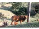 Goomboorian QLD 4570