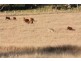 Kinbombi QLD 4601