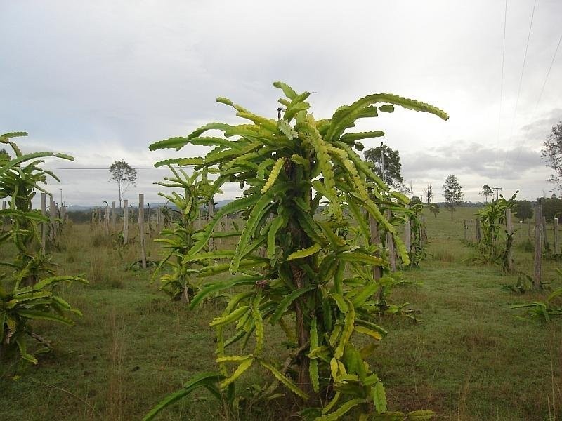 Bells Bridge QLD 4570