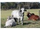 Coondoo QLD 4570