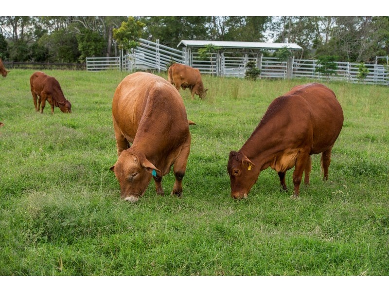 207 Fritz Road, Chatsworth QLD 4570