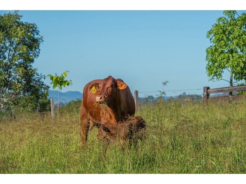 207 Fritz Road, Chatsworth QLD 4570