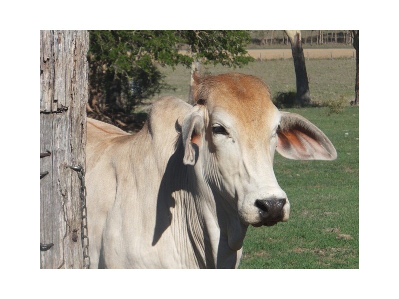 32 Wittenburg Road, Tansey QLD 4601