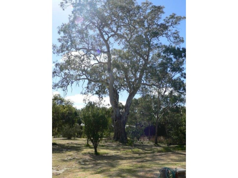 54 Miller Street, Springton SA 5235