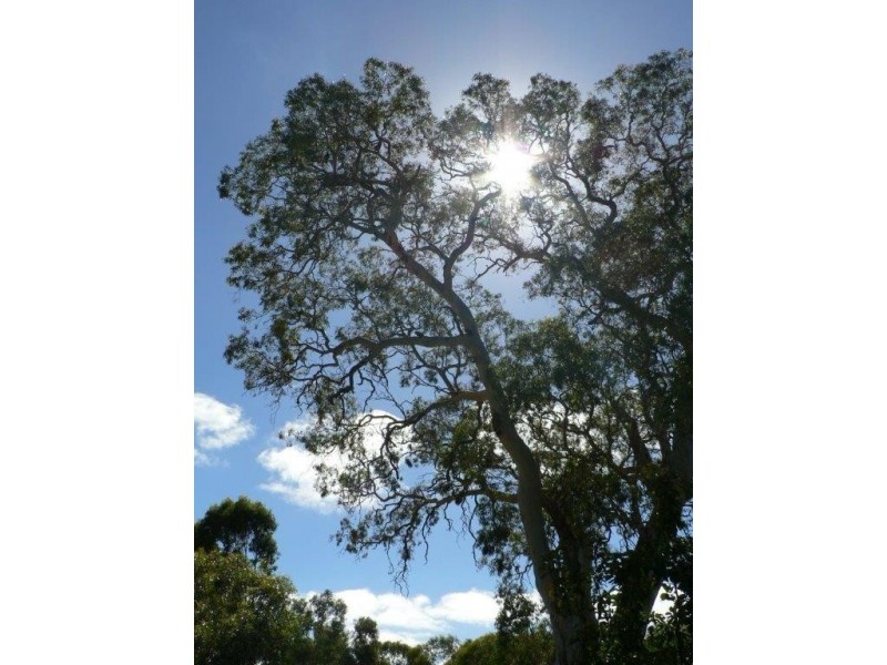 54 Miller Street, Springton SA 5235