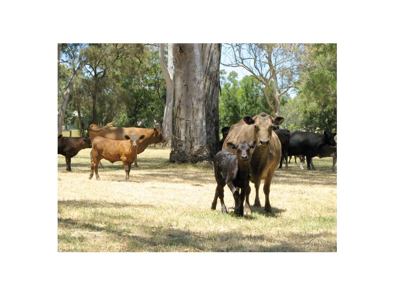 Lot 109 Battunga Road, Echunga SA 5153