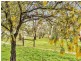 218 Martin Hill Rd, Forreston SA 5233