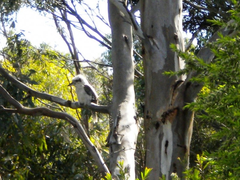 17 Memorial Drive, Tungkillo SA 5236