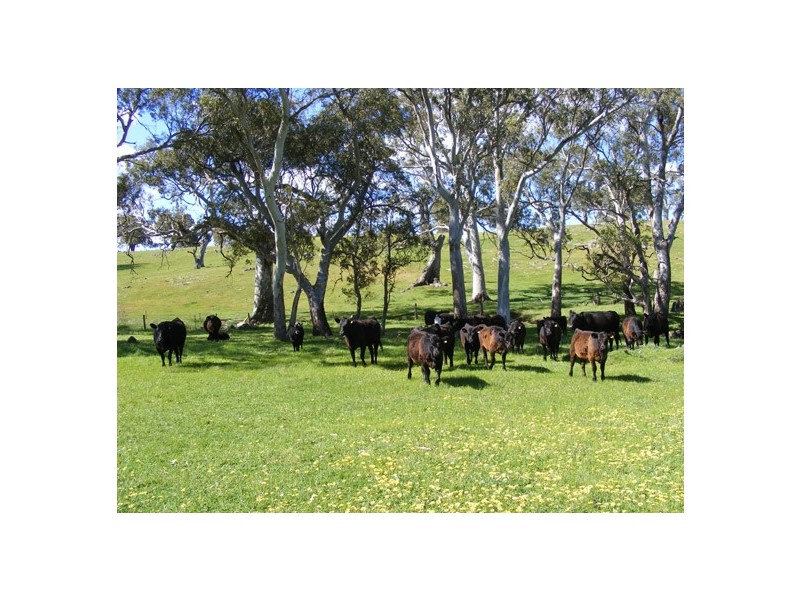 Lot 5 Brice Drive via Range Road, Woodside SA 5244