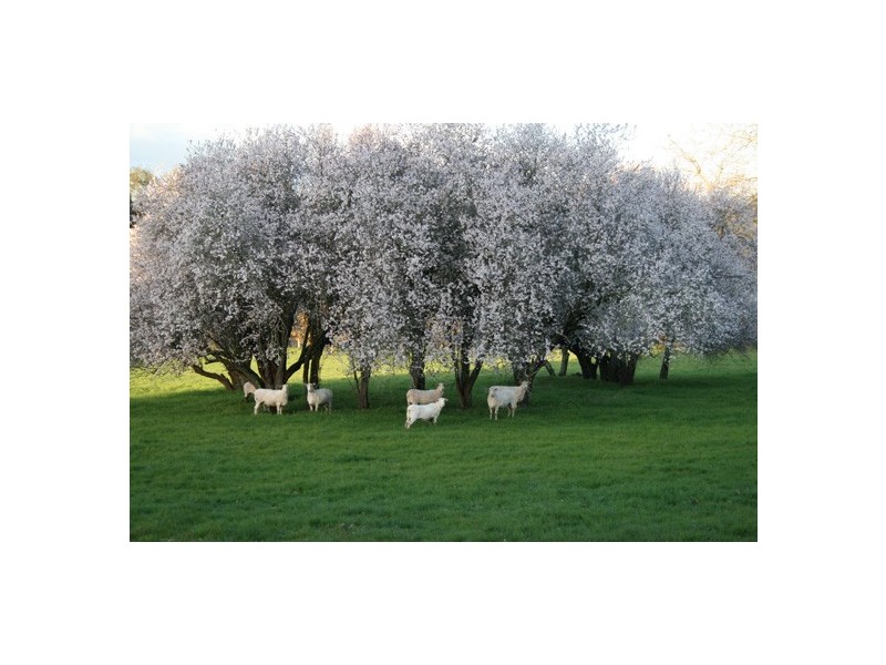 26 Pike Street, Oakbank SA 5243