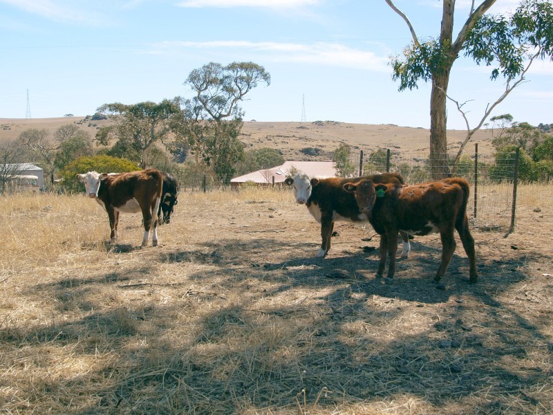 Lot Walkers Flat Road, Mount Pleasant SA 5235