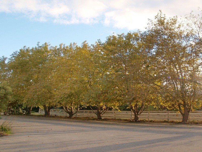 Lots 17 and 15 Mappinga Road, Oakbank SA 5243