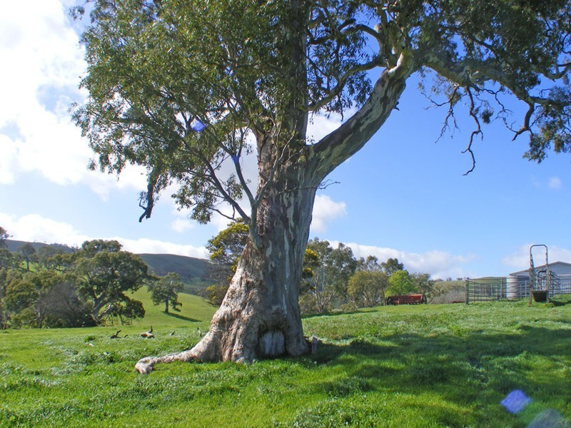 Lot 4 Tungkillo Road, Harrogate SA 5244