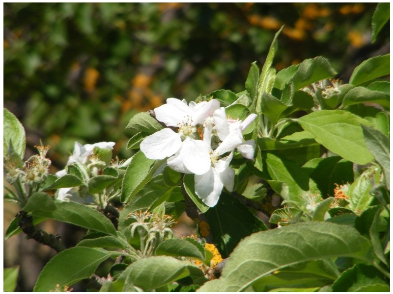 Lot 42 Cnr Atkinson Rd / Princes Hwy, Kanmantoo SA 5252