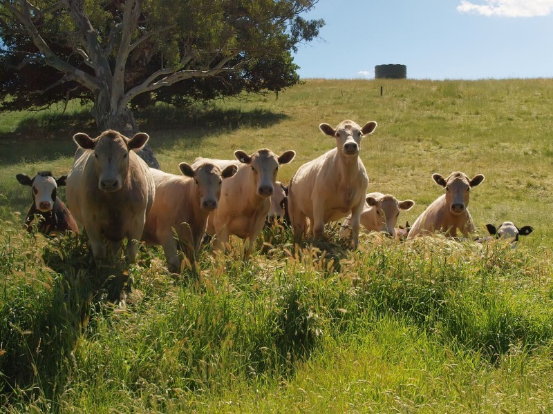 Lt 200 Shillabeer Road, Oakbank SA 5243