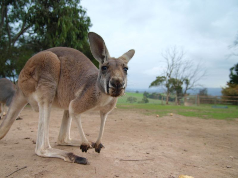 Lot 100 Mount Barker Road, Hahndorf SA 5245