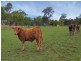 Lot 100 Mount Barker Road, Hahndorf SA 5245