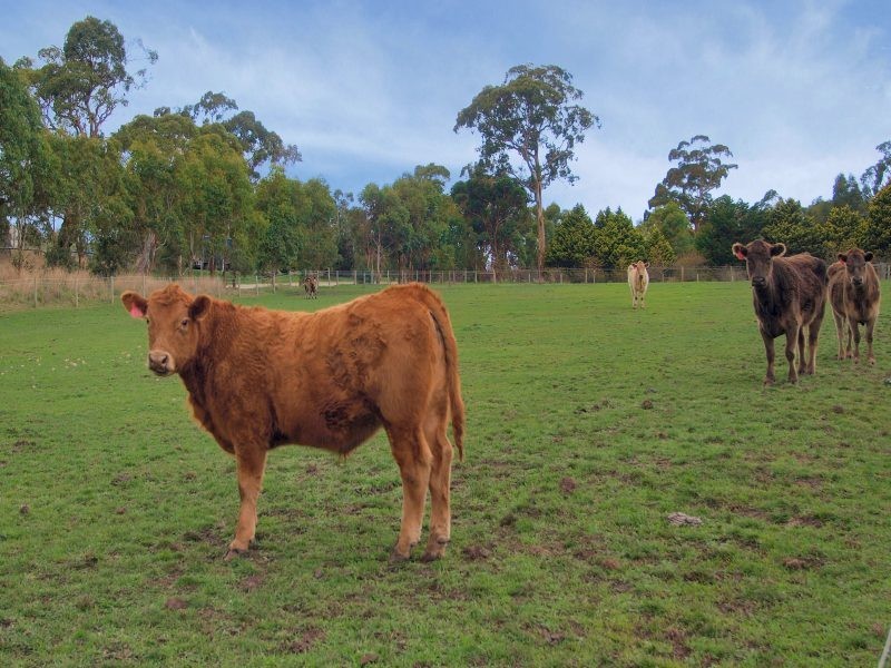 Lot 100 Mount Barker Road, Hahndorf SA 5245