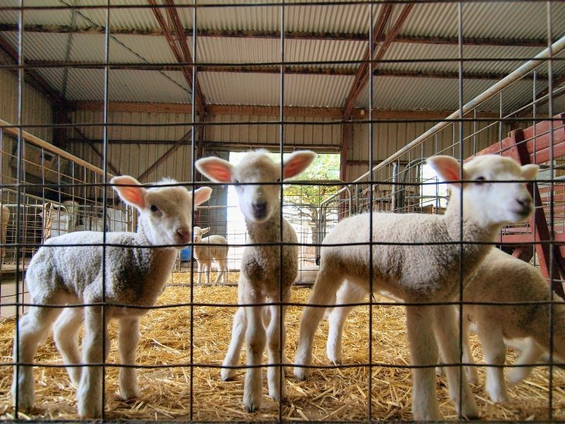 Lot 100 Mount Barker Road, Hahndorf SA 5245