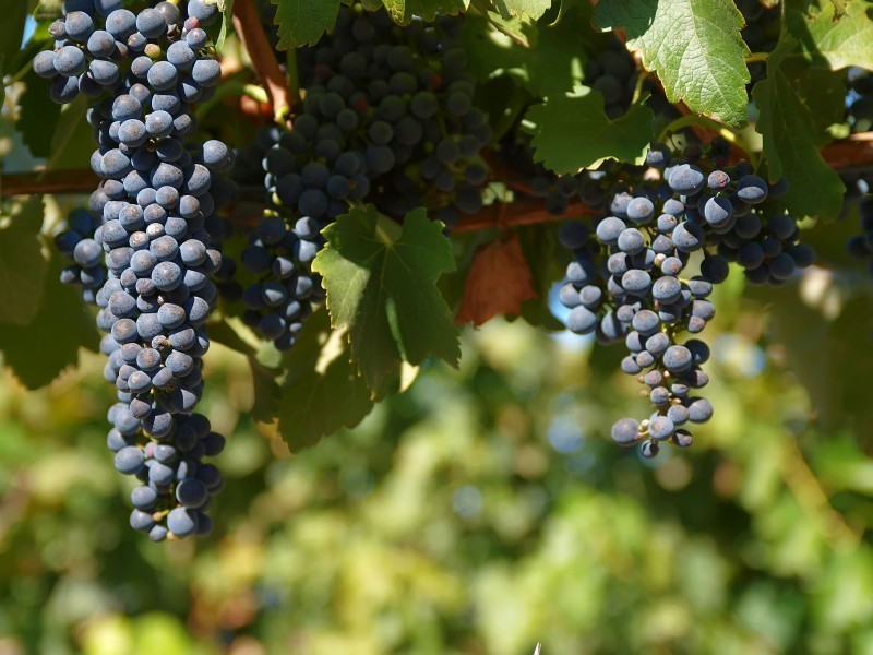 Lot 91 Jones Road, Balhannah SA 5242