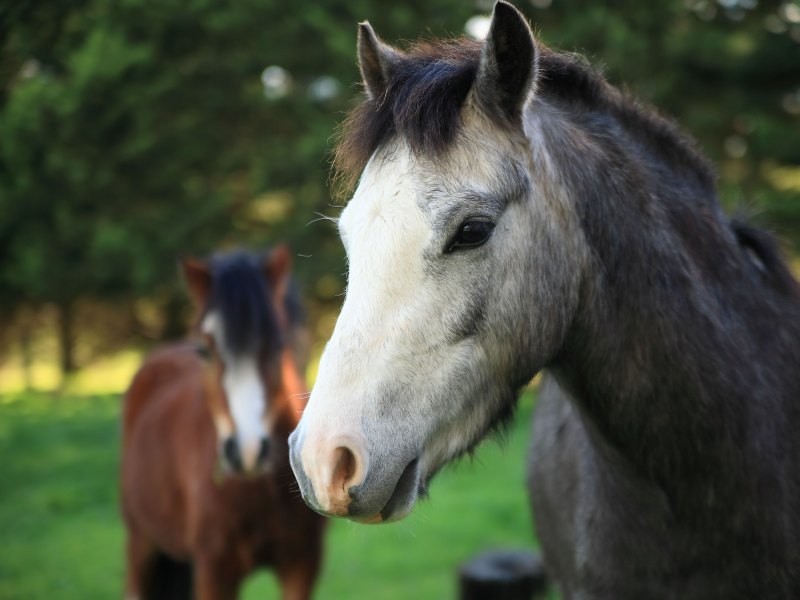 Lots 4 and 5 Mylor/Echunga Rd (Biggs Flat), Mylor SA 5153