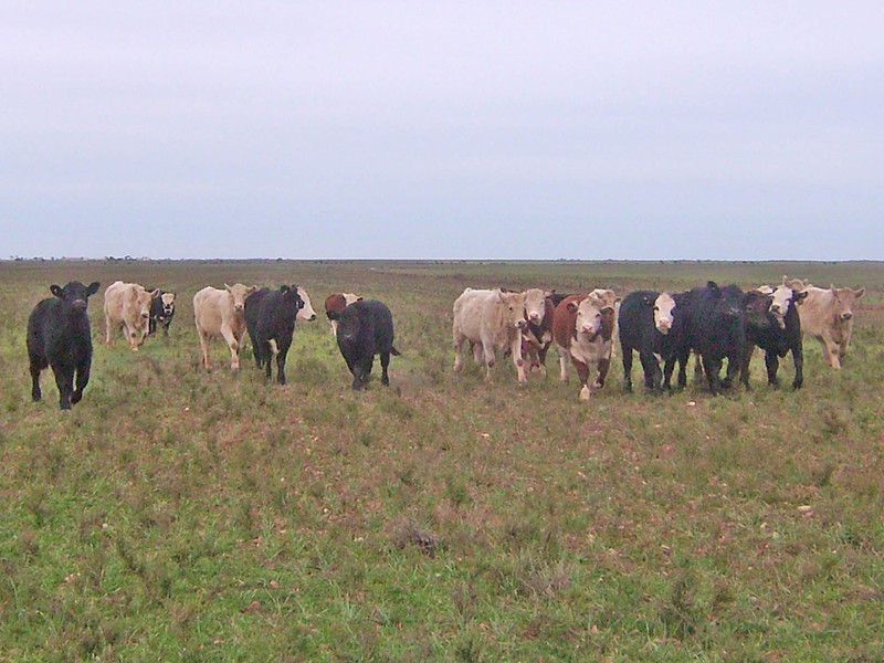 Sections # Bird Island Road, Wallaroo SA 5556