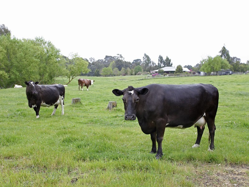 187 Onkaparinga Valley Road, Oakbank SA 5243