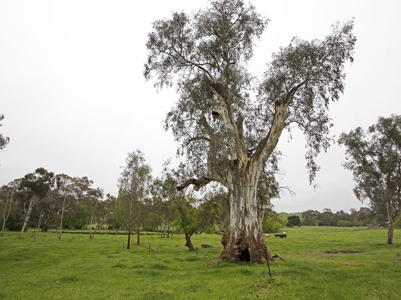 187 Onkaparinga Valley Road, Oakbank SA 5243