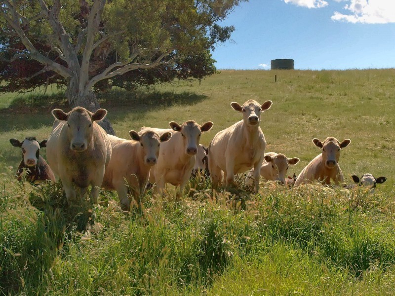 Lot 52 Shillabeer Road, Oakbank SA 5243