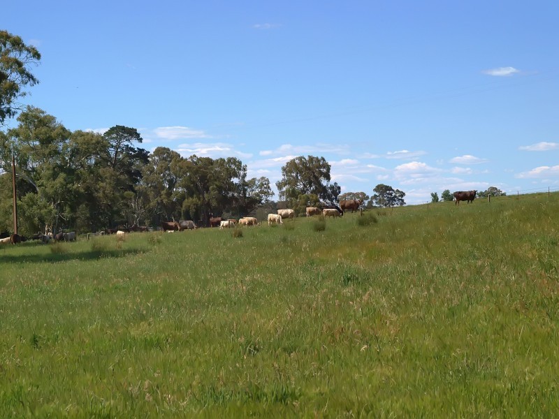 Lot 52 Shillabeer Road, Oakbank SA 5243