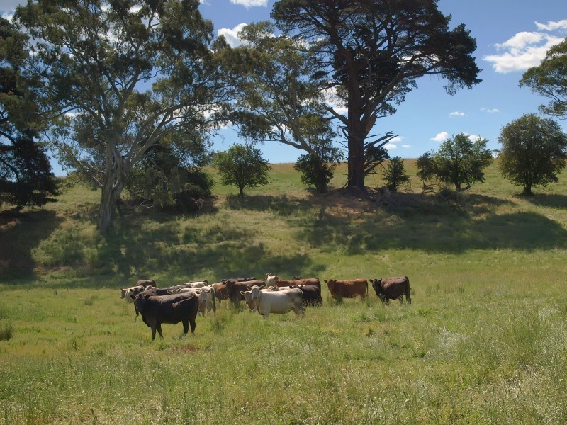 Lot 52 Shillabeer Road, Oakbank SA 5243