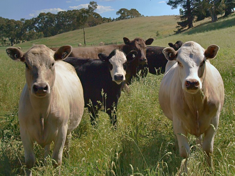 Lot 52 Shillabeer Road, Oakbank SA 5243