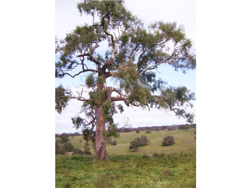 Lot 11 Hollows Road, Charleston SA 5244