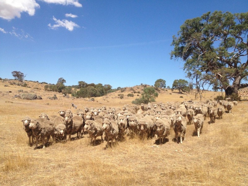 Lot 15 Humbles Road, Mount Pleasant SA 5235