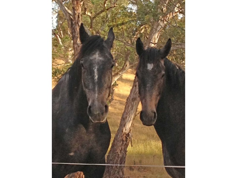 278 Bird In Hand Road, Woodside SA 5244