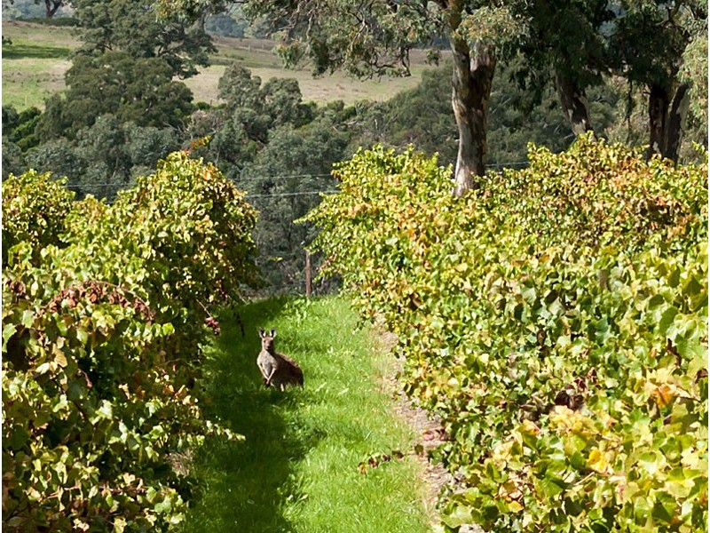 278 Bird In Hand Road, Woodside SA 5244