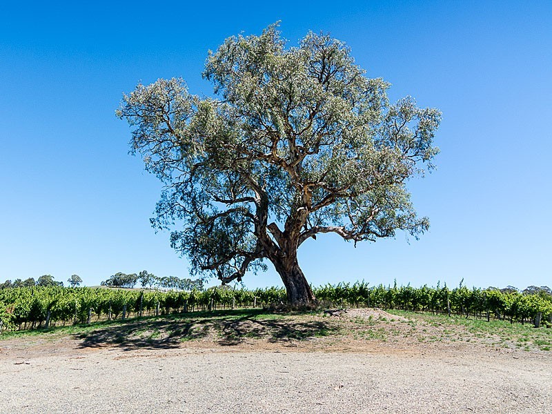 20 Pike Street, Oakbank SA 5243