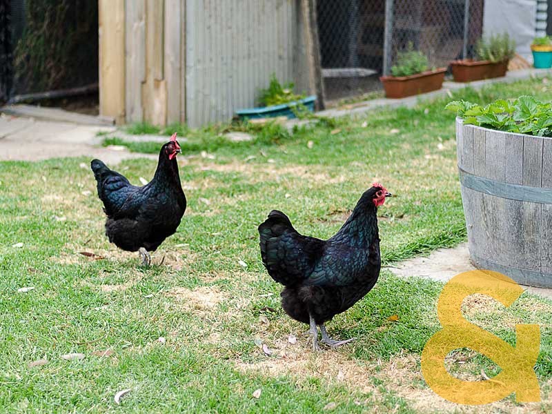 1/5 Rohrlach Street, Charleston SA 5244