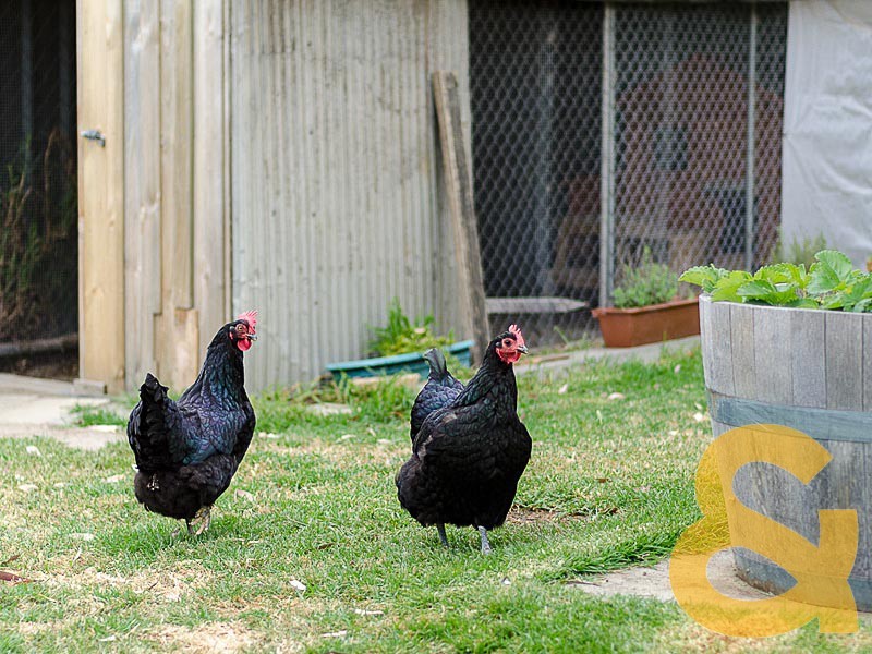 1/5 Rohrlach Street, Charleston SA 5244