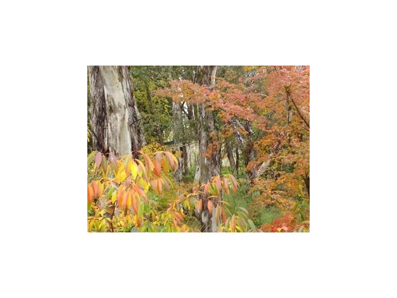 Wentworth Falls NSW 2782